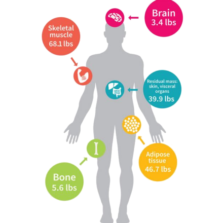 How to speed up your metabolism to lose weight in 2020?