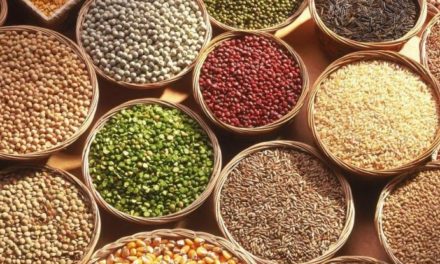 The best fat burning foods